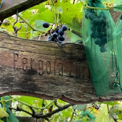 2024-09-06 21.16.18-1