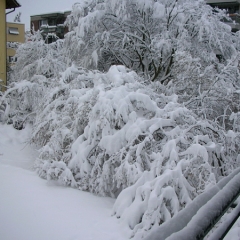 schnee2006-105-gr